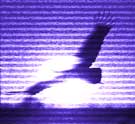 ex_bird.jpg (3805 bytes)